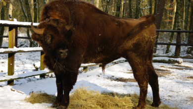 Ein Tier im Tierparkgehege