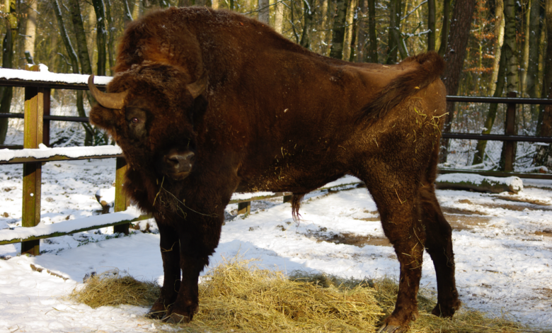 Ein Tier im Tierparkgehege