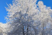 Baum mit Schneekristallen