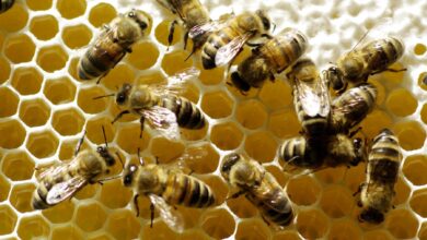 Bienenwabe