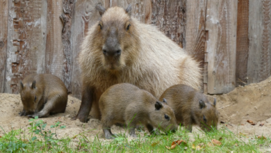 Tiere
