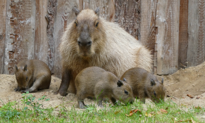 Tiere
