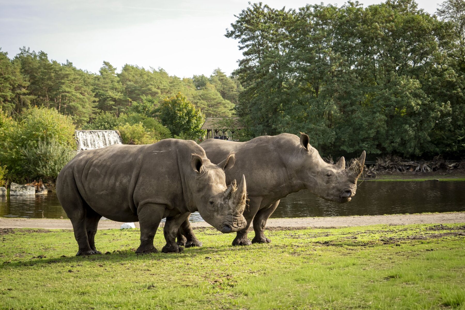 Zwei Nashörner auf einer Grünfläche im Serengeti-Park vor ihrem Transport nach Mexiko