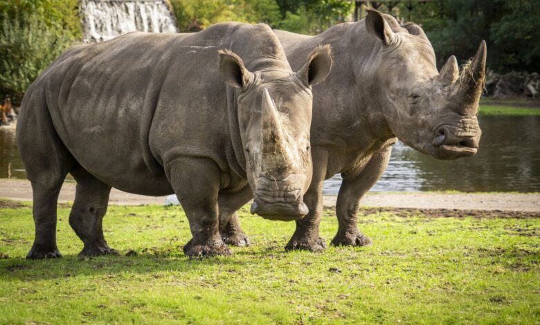 Nashörner Salma und Moana – Serengeti-Park Hodenhagen