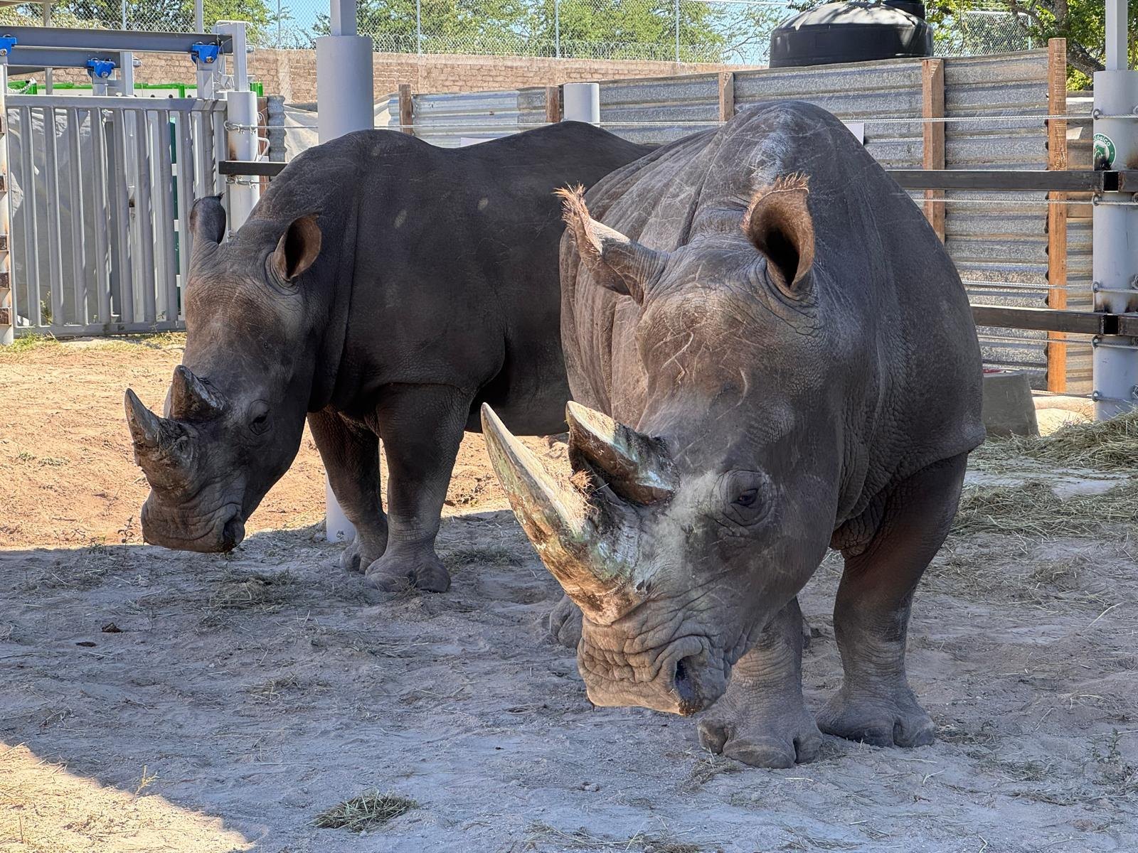 Salma links und Moana rechts nach ihrer Ankunft im Zoológico Guadalajara